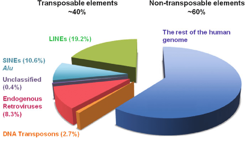 Aandeel van transponeerbare elementen in het menselijk genoom