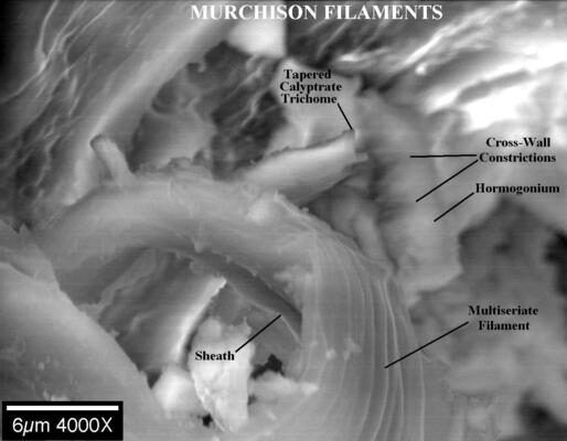 NASA/MSFC Gefossiliseerde cyanobacteriële vezels in de Murchison-meteoriet