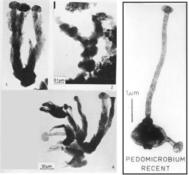Vergelijking van een structuur in de Murchison-meteoriet (links) met de bacterie pedomicrobium (rechts).