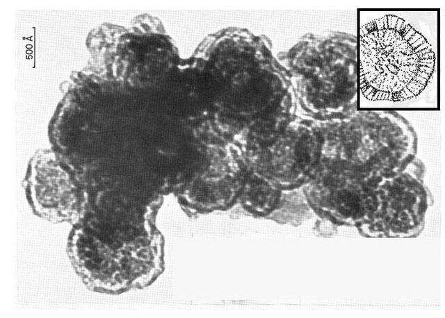 Joseph & Wickramasinghe De Murchison-meteoriet bevatte materiaal dat op fossiele virussen lijkt. Ter vergelijking: de tekening rechtsboven is een modern griepvirus.