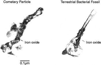 Koolstofstructuur in micronformaat in een Brownlee-deeltje vergeleken met een microbieel fossiel.