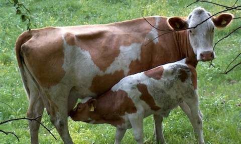 Cows