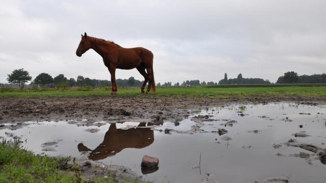 Klik om te vergroten Afbeelding