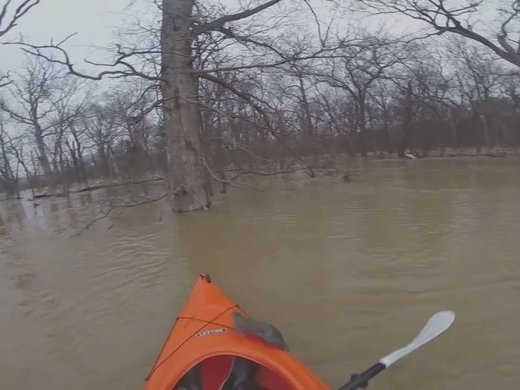 saving squirrel flood
