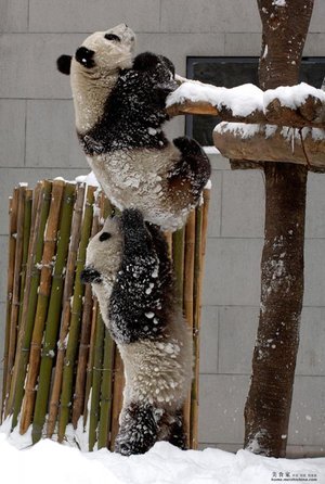 Panda teamwork