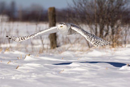 Winter Owl