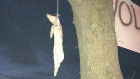 Dood varken aan boom in Heesch 