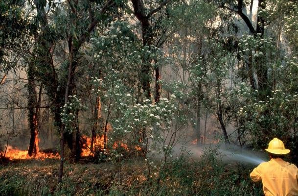 australië australia wildfire bosbrand