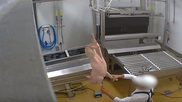 slachterij frankrijk schokkende beelden