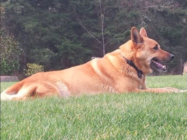 Hond Salma Hayek