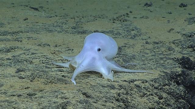 octopus