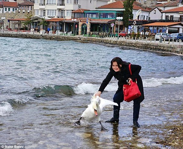 Toerist doodt zwaan