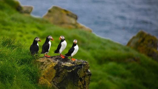 Puffins