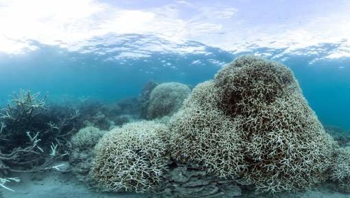 koralen great barrier reef
