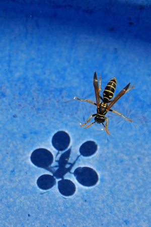 water surface tension wasp