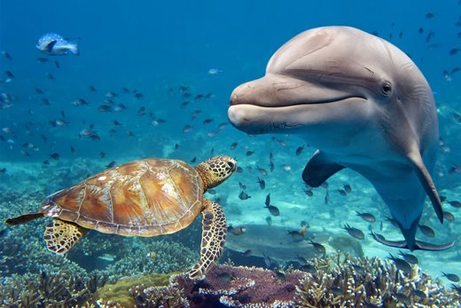 Dolphin and turtle