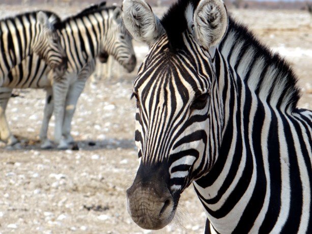 zebra 