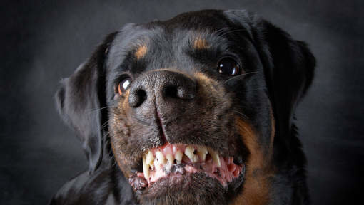 Rottweilers Griekenland