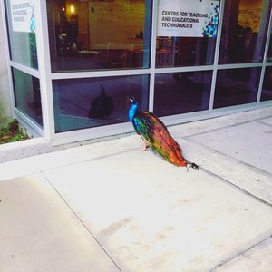 Peacock