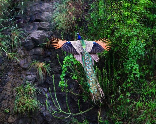 Peacock educated
