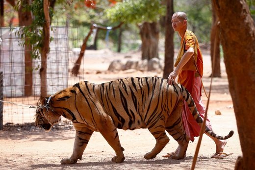 Tiger Buddhist Monk Thailand