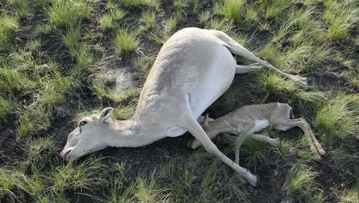 Saiga-antilopen