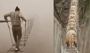 Suspension bridge lambs