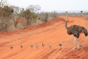 Lottle ostrichs