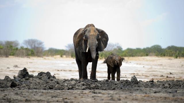 ivoor olifant