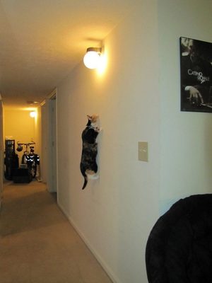 Wall climbing cat
