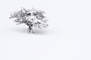 Snowy tree 