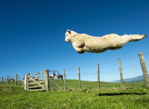 New Zeeland, Lamb