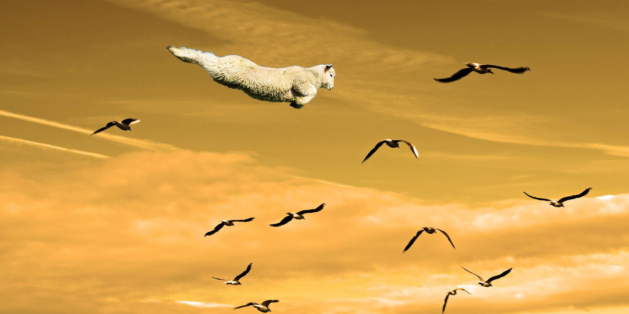 New Zeeland flying lamb photoshoped