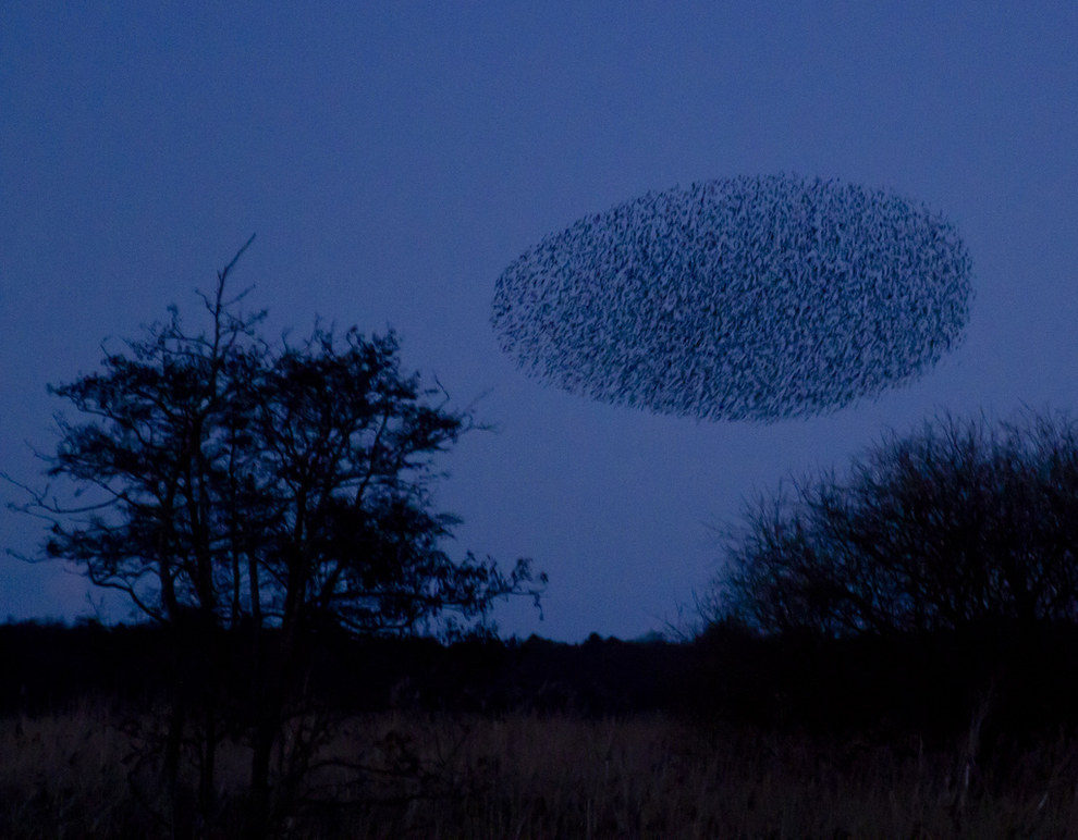 Starlings cloud
