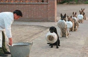 Police trained dogs, China