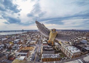 Owl meeting drone