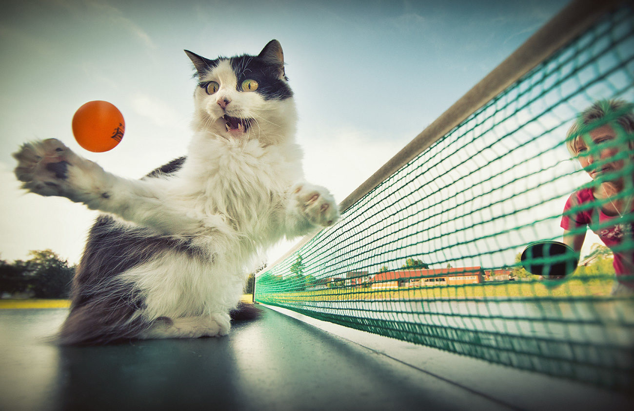 Cat-pong