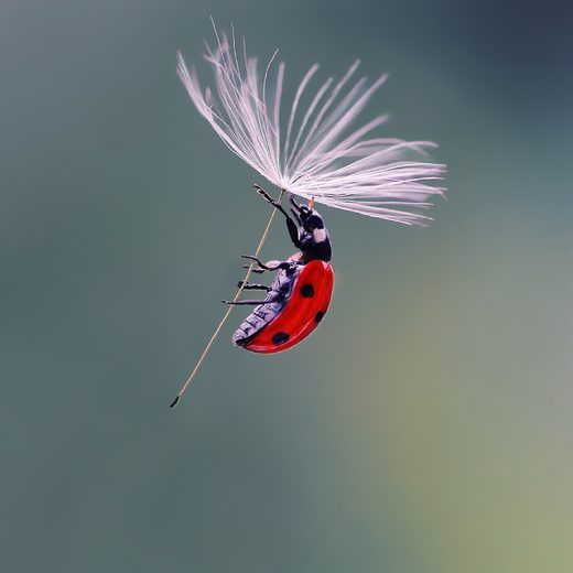Lady bug parashuting