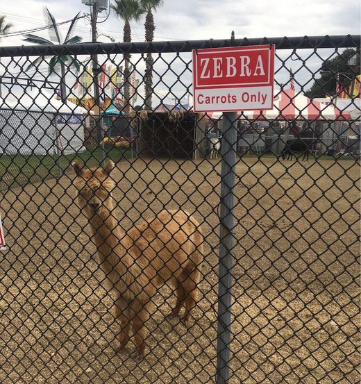 Zebra