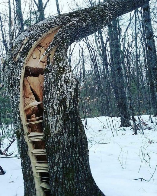 Cracked tree