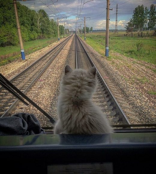 Cat train travel