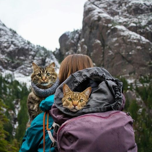 Hiking with cats