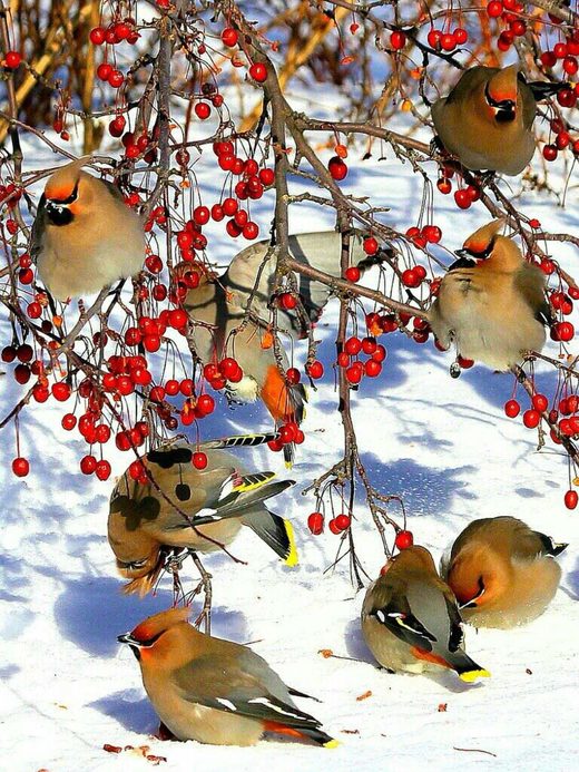 Winter snow birds