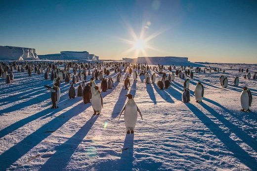 Sun, Penguins