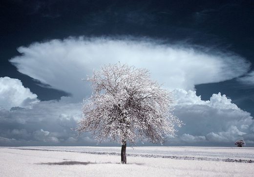 the-majestic-beauty-of-trees-captured-in-infrared-photography