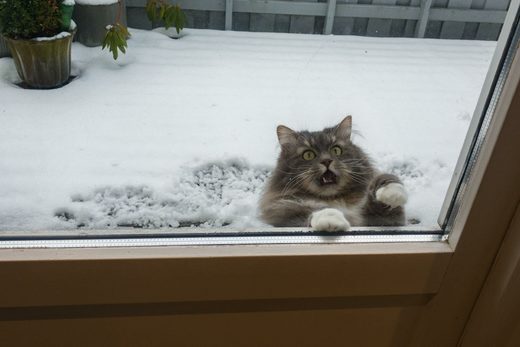 Cat in Snow