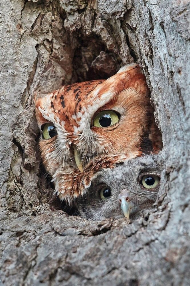 Klik om te vergroten Eastern Screech Owls