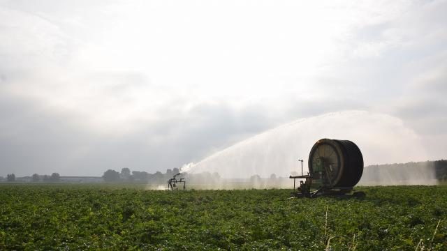 droogte nederland