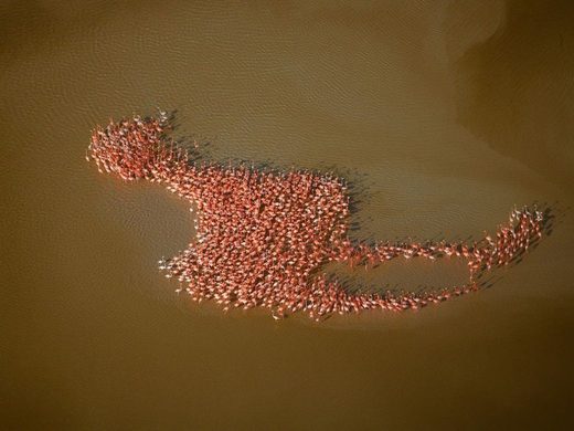 Flamingo(s)