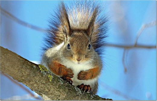 Sasha the squirrel